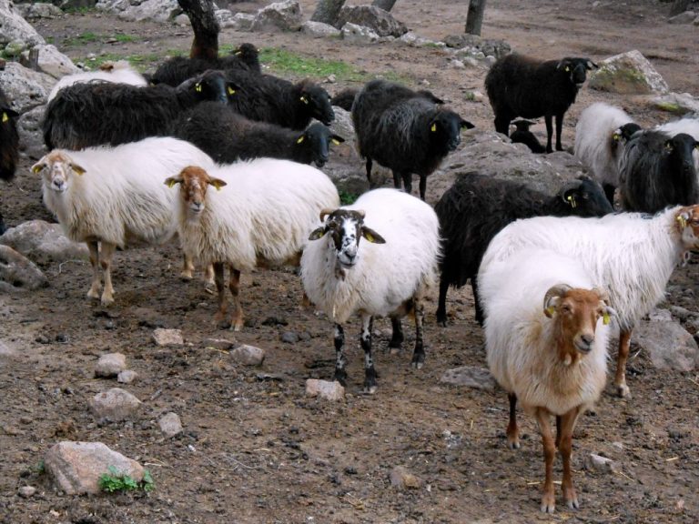 Θεσμική συνάντηση με την Περιφέρεια για τη ζωνοποίηση της Λέσβου και την επαναλειτουργία των σφαγείων